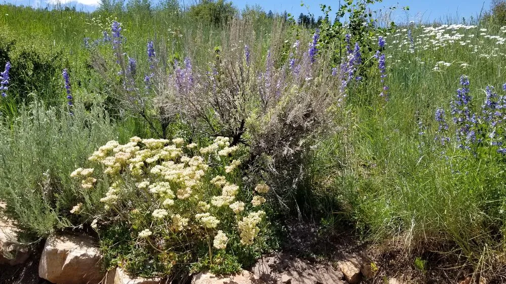 Local yard maintenance for beautiful yards across Avon, CO - Earth Songs Gardening