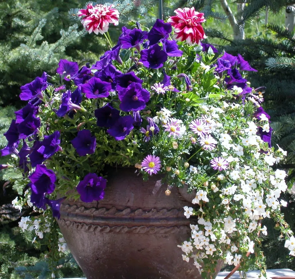 Trusted lawn care service for beautiful yards across Avon, CO - Earth Songs Gardening