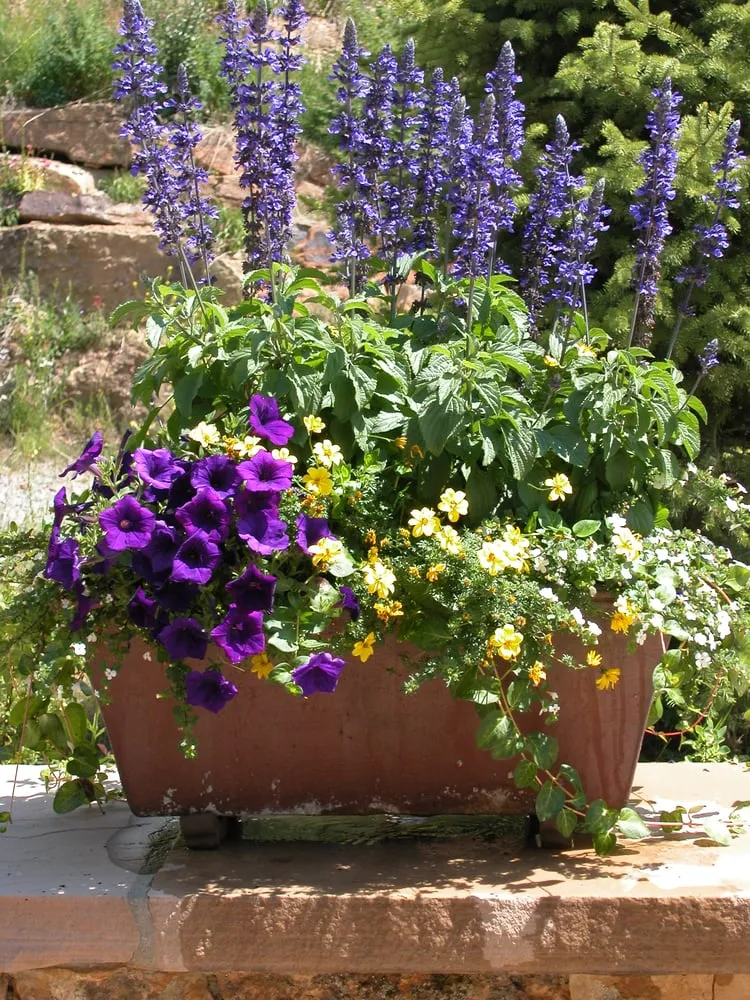 Trusted lawn care service near you across Avon, CO - Earth Songs Gardening