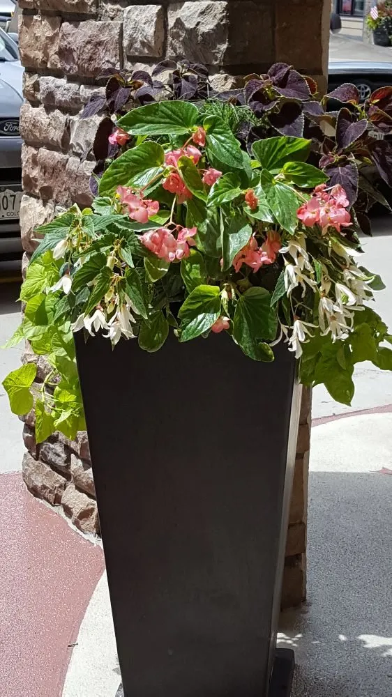 Local yard cleanup service experts serving Avon, CO - Earth Songs Gardening