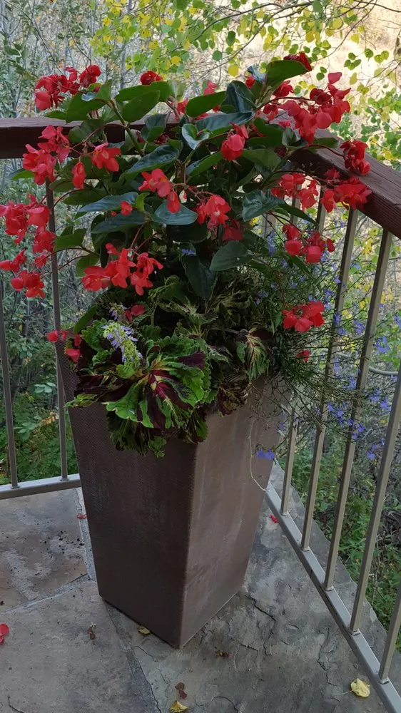 Local garden landscaping experts serving Avon, CO - Earth Songs Gardening