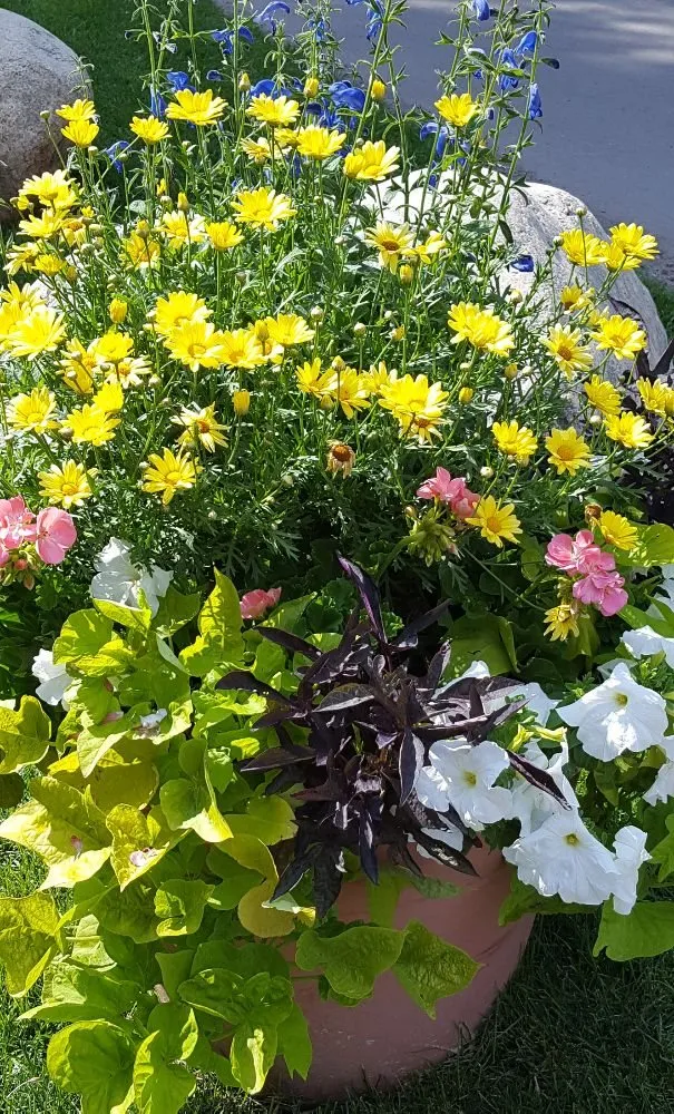 Top-rated yard cleanup service with custom design in Avon, CO by Earth Songs Gardening