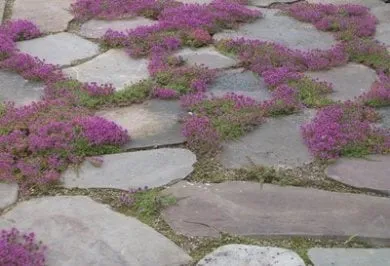 Reliable residential landscaping near you across Avon, CO - Earth Songs Gardening