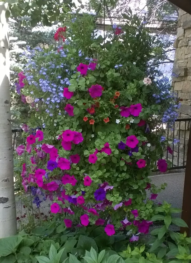 Top-rated landscape design for homes in Avon, CO by Earth Songs Gardening