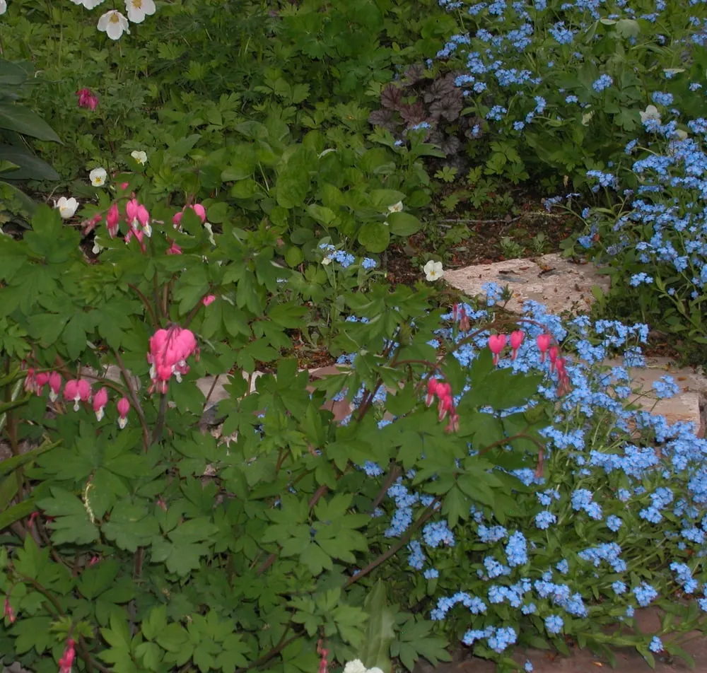 Top-rated lawn mowing service in Avon, CO by Earth Songs Gardening