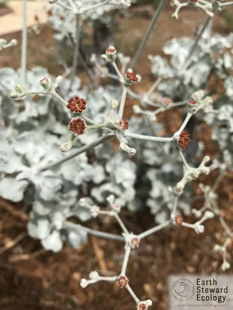 Affordable residential landscaping for homes in Long Beach, CA by Earth Steward Ecology