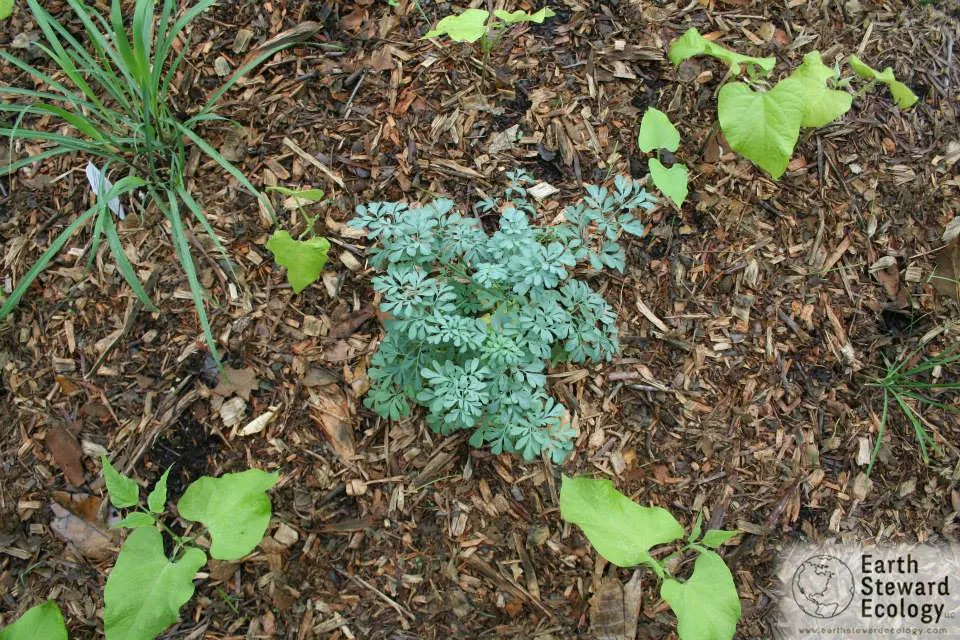 Trusted lawn care service in Long Beach, CA by Earth Steward Ecology