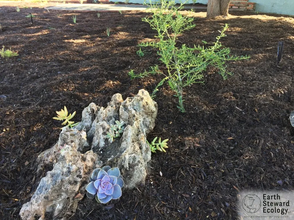 Local landscape design in Long Beach, CA by Earth Steward Ecology