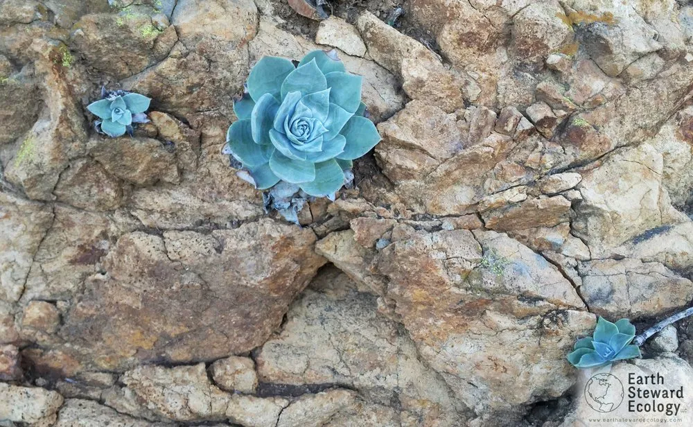 Custom garden landscaping experts serving Long Beach, CA - Earth Steward Ecology