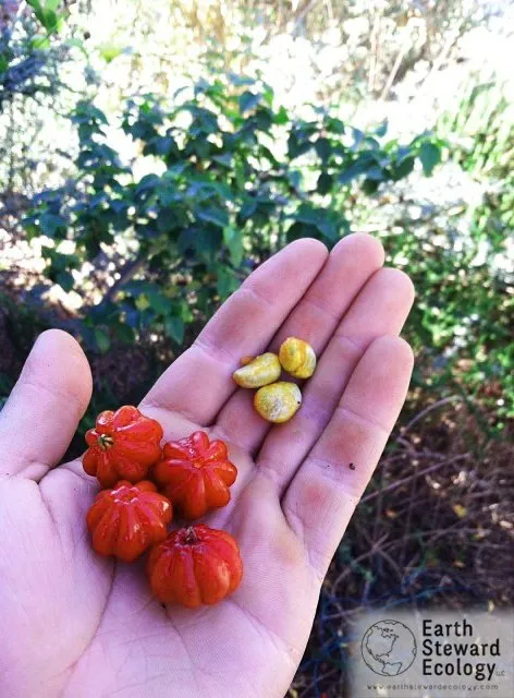 Top-rated yard cleanup service in Long Beach, CA - Earth Steward Ecology