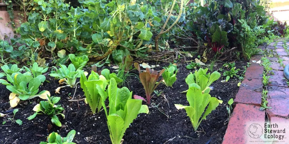 Reliable residential landscaping in Long Beach, CA - Earth Steward Ecology