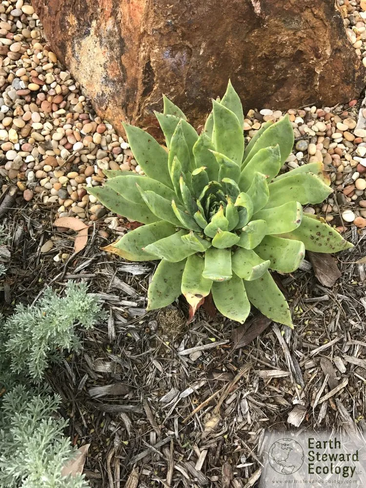 Custom landscaping services with custom design in Long Beach, CA by Earth Steward Ecology