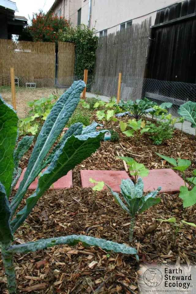 Local lawn care service in Long Beach, CA - Earth Steward Ecology