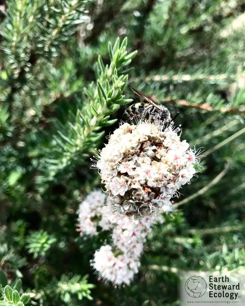 Professional outdoor landscaping in Long Beach, CA by Earth Steward Ecology