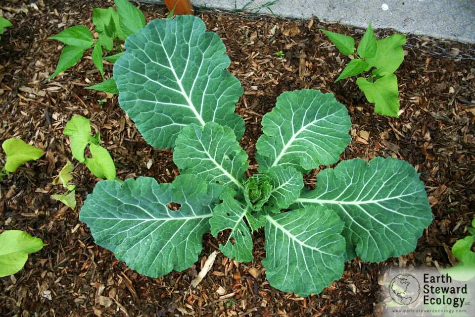 Reliable yard maintenance for residential properties in Long Beach, CA by Earth Steward Ecology