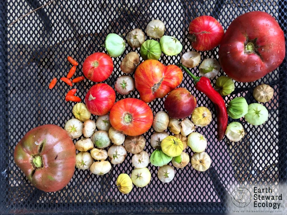 Top-rated yard cleanup service in Long Beach, CA by Earth Steward Ecology