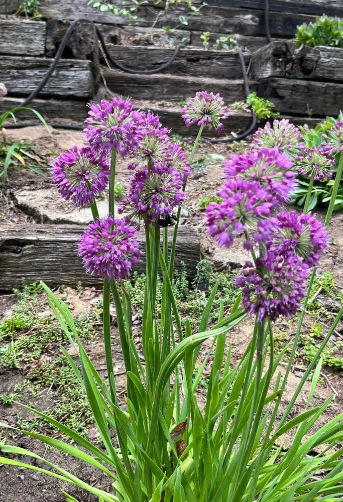 Reliable yard cleanup service for beautiful yards in Grand Haven, MI by Earth Stewards Lawn and Garden Services