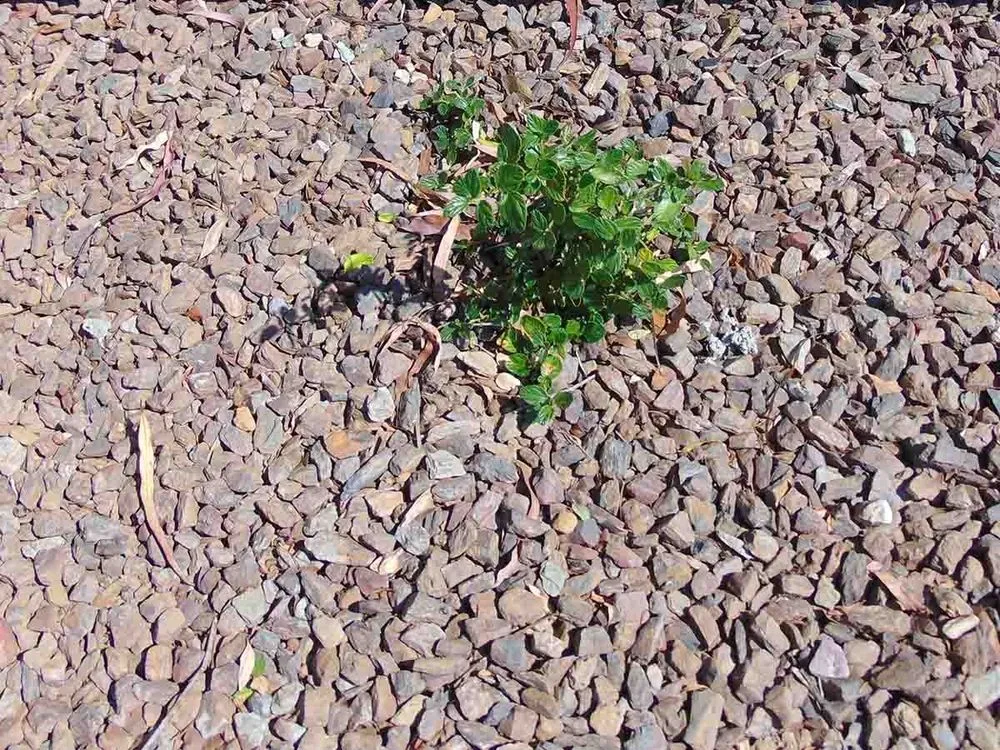 Trusted lawn mowing service experts serving Lancaster, CA - Earth Stone & Rock