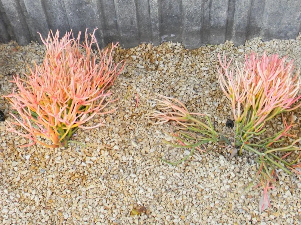 Affordable yard maintenance in Lancaster, CA by Earth Stone & Rock