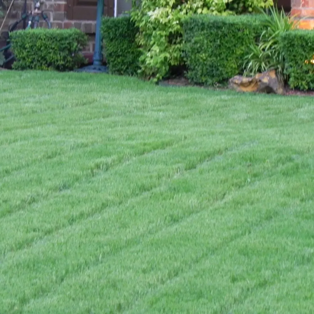 Reliable yard cleanup service in DeSoto, TX - Earth Trimmers Lawn Care Services