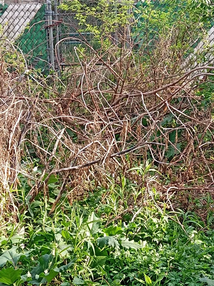 Custom garden landscaping in Philadelphia, PA - Earth, Wind And Leaves Landscaping