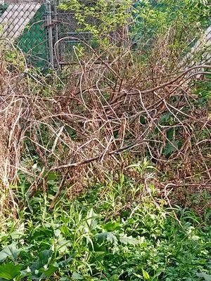 Earth, Wind And Leaves Landscaping Logo