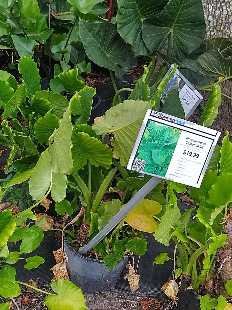 Custom lawn mowing service experts serving Jacksonville, FL - Earth Works Plant Nursery