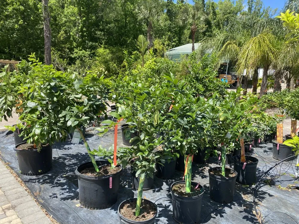 Custom landscaping services for outdoor upgrades in Jacksonville, FL by Earth Works Plant Nursery