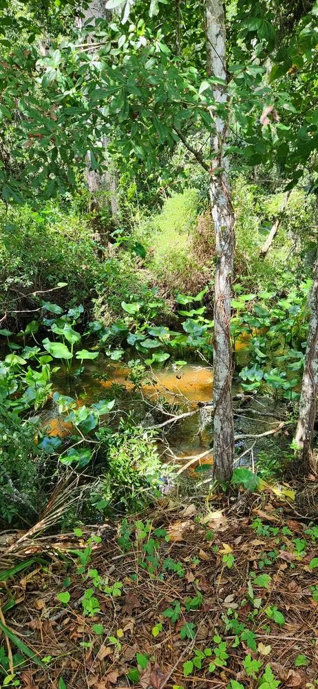 Professional residential landscaping in Jacksonville, FL by Earth Works Plant Nursery