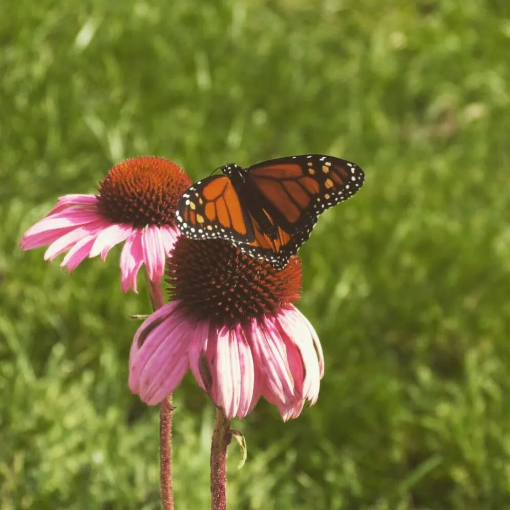 Professional landscape installation in Knoxville, TN - Earthadelic