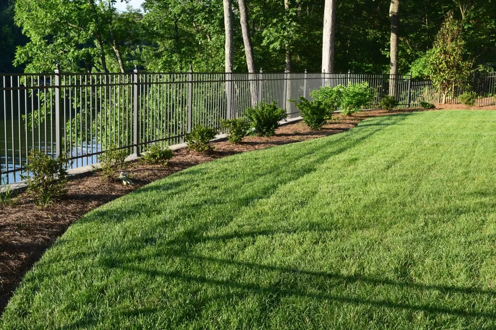 Reliable yard cleanup service for year-round maintenance across Knoxville, TN - Earthadelic