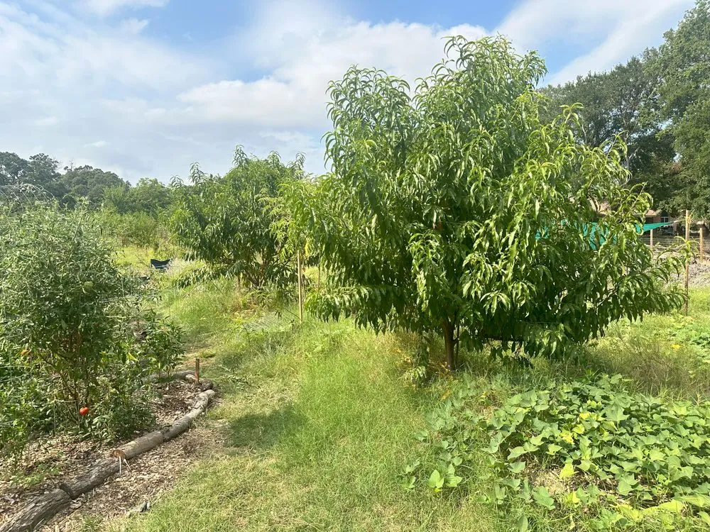 Local residential landscaping experts serving Denton, TX - EarthAid Organics