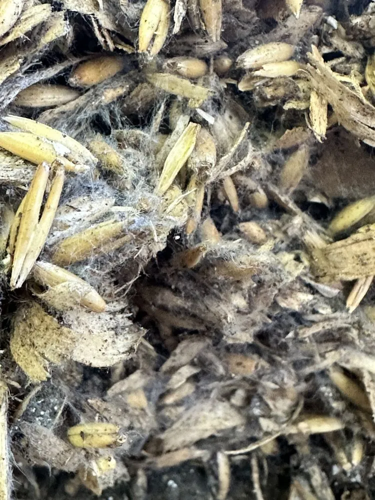 Top-rated yard maintenance with custom design across Denton, TX - EarthAid Organics