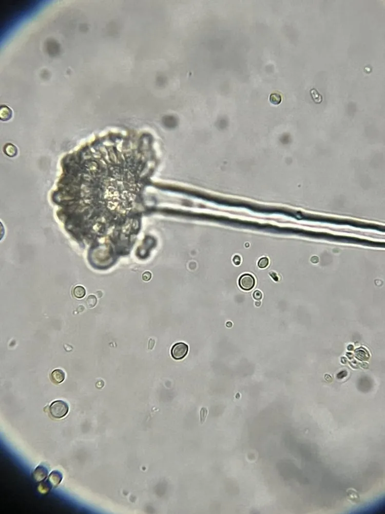 Top-rated lawn mowing service experts serving Denton, TX - EarthAid Organics