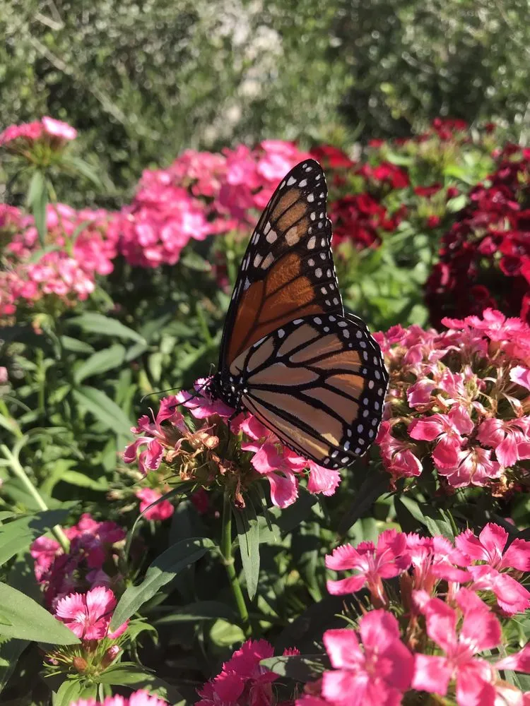 Reliable lawn care service for year-round maintenance across Denton, TX - EarthAid Organics