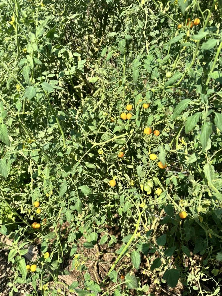 Expert landscaping services in Denton, TX - EarthAid Organics