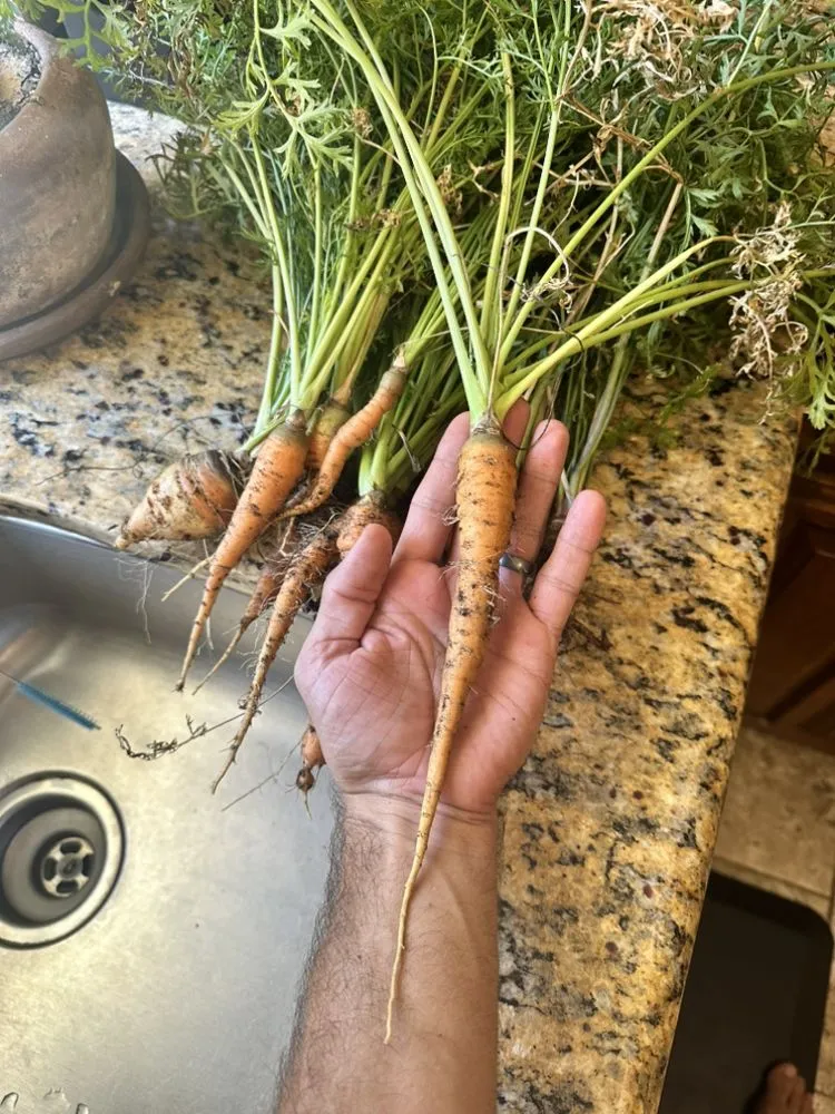 Custom lawn care service near you across Denton, TX - EarthAid Organics