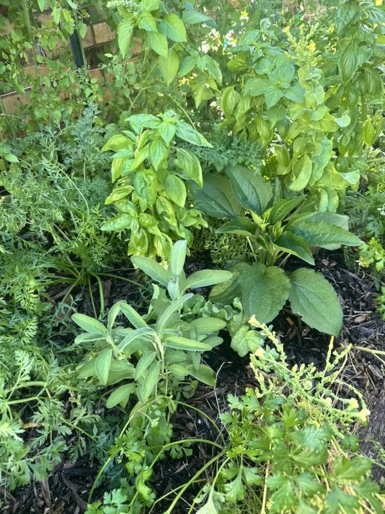 Reliable landscape design in Denton, TX - EarthAid Organics