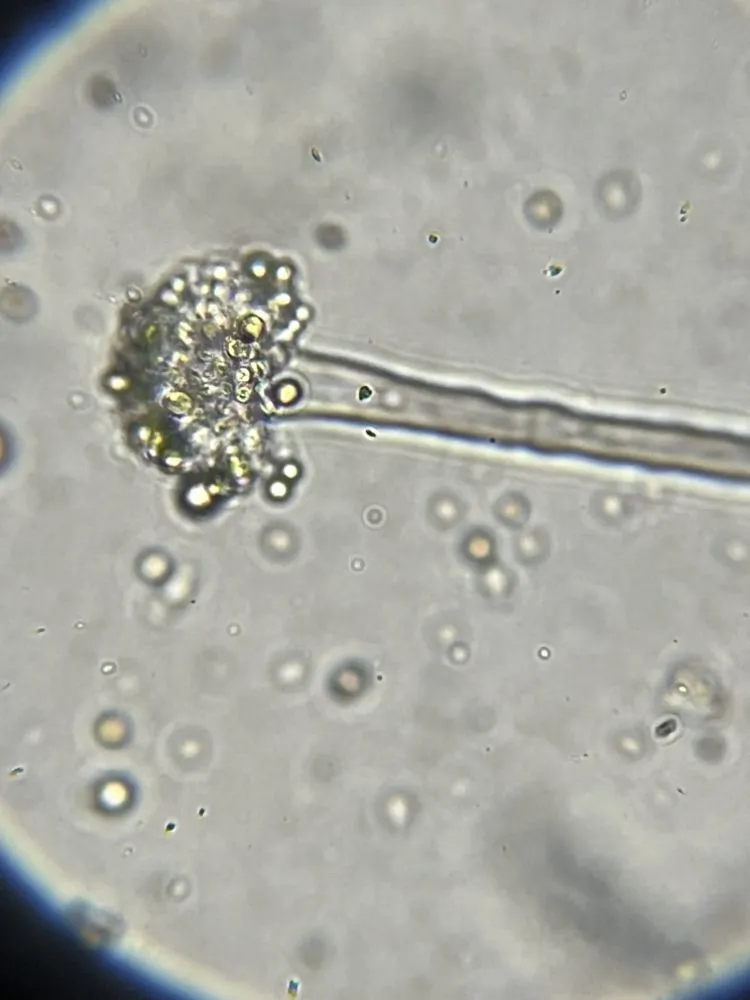 Affordable outdoor landscaping in Denton, TX - EarthAid Organics