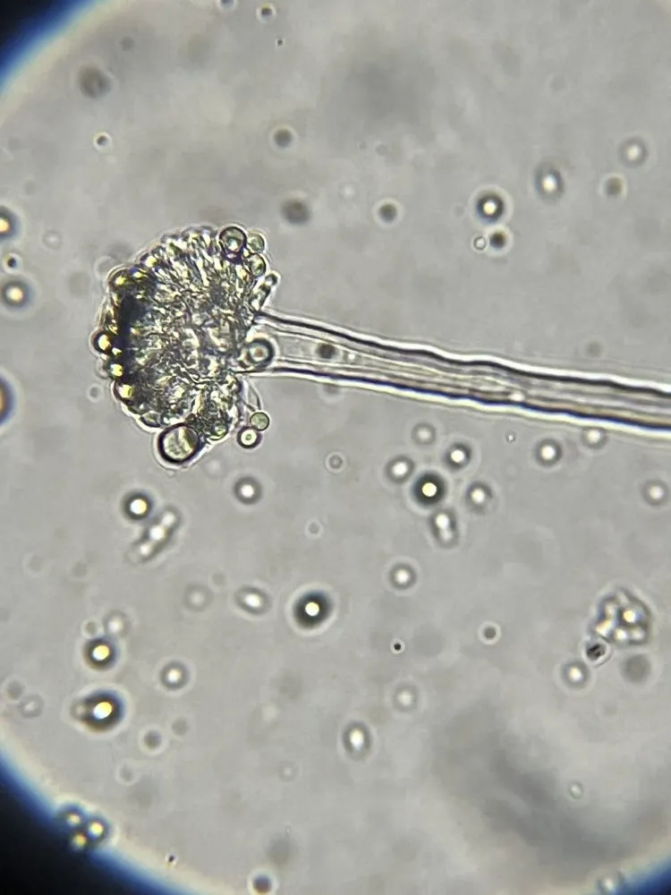 Professional landscape design experts serving Denton, TX - EarthAid Organics