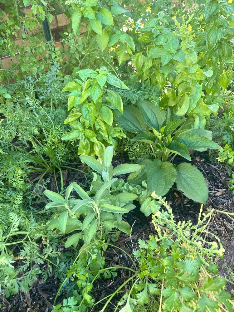 Expert outdoor landscaping near you across Denton, TX - EarthAid Organics