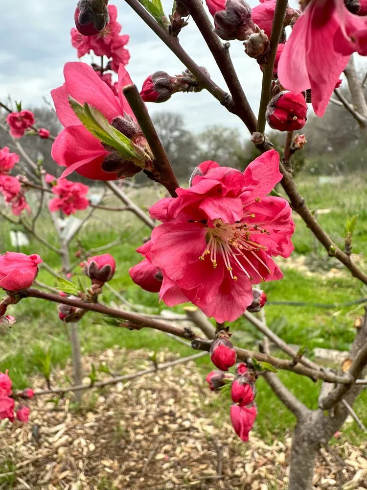 Expert yard cleanup service experts serving Denton, TX - EarthAid Organics