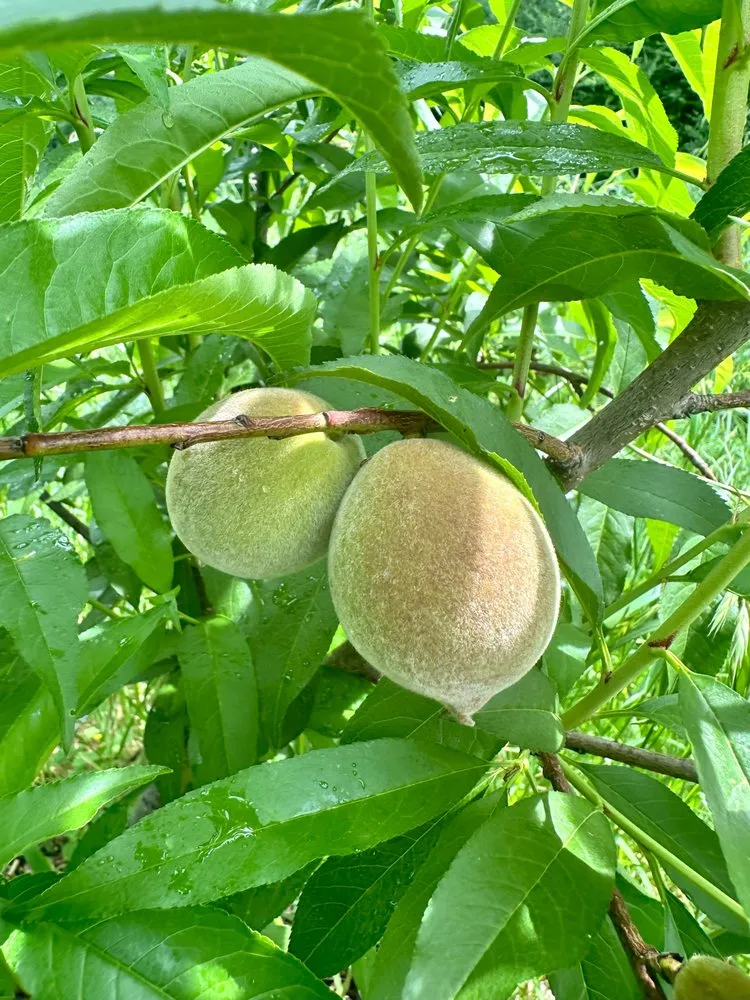 Custom lawn care service for residential properties across Denton, TX - EarthAid Organics