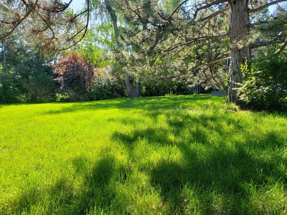 Trusted lawn care service for homes in Centennial, CO by Earthanics Natural and Organic Lawn care