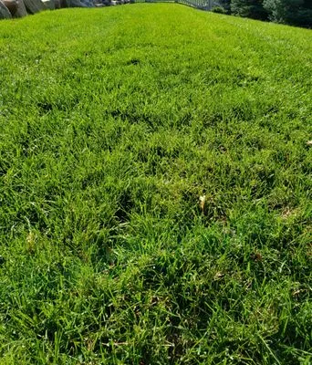 Earthanics Natural and Organic Lawn care Logo