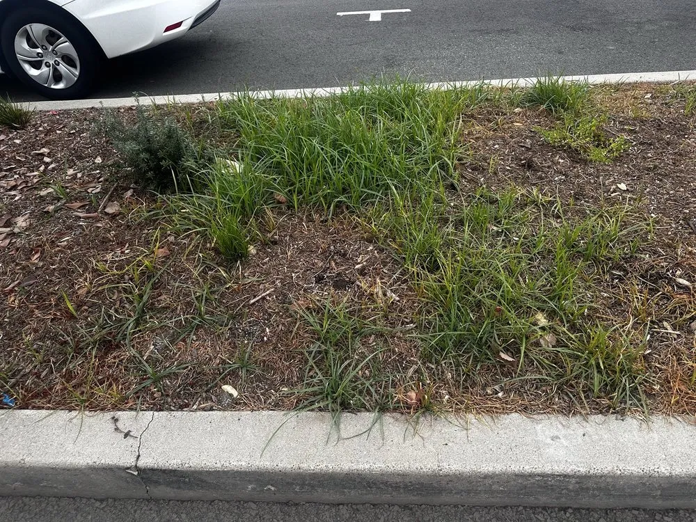 Trusted landscaping services for beautiful yards across Santa Ana, CA - Earthco