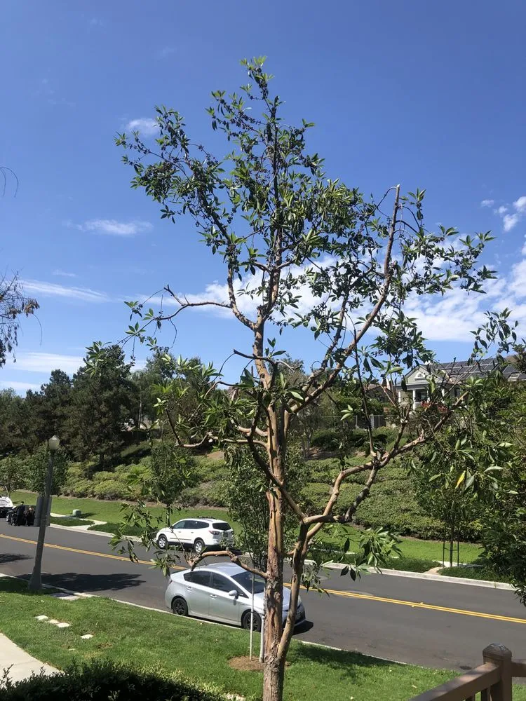 Trusted yard cleanup service for residential properties across Santa Ana, CA - Earthco