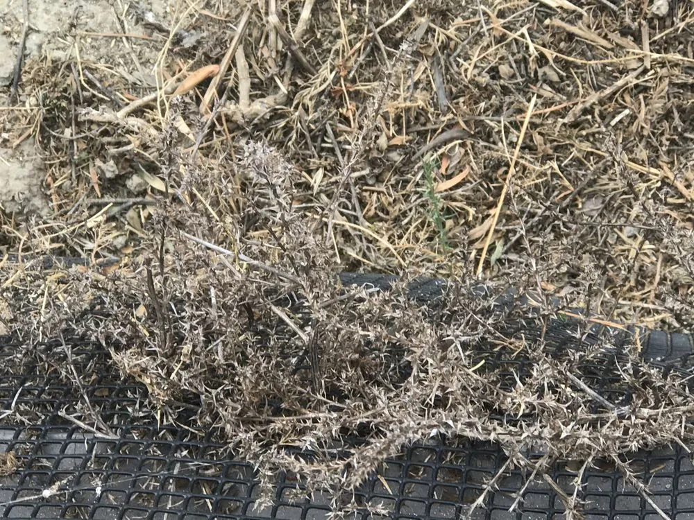 Top-rated garden landscaping in Santa Ana, CA - Earthco