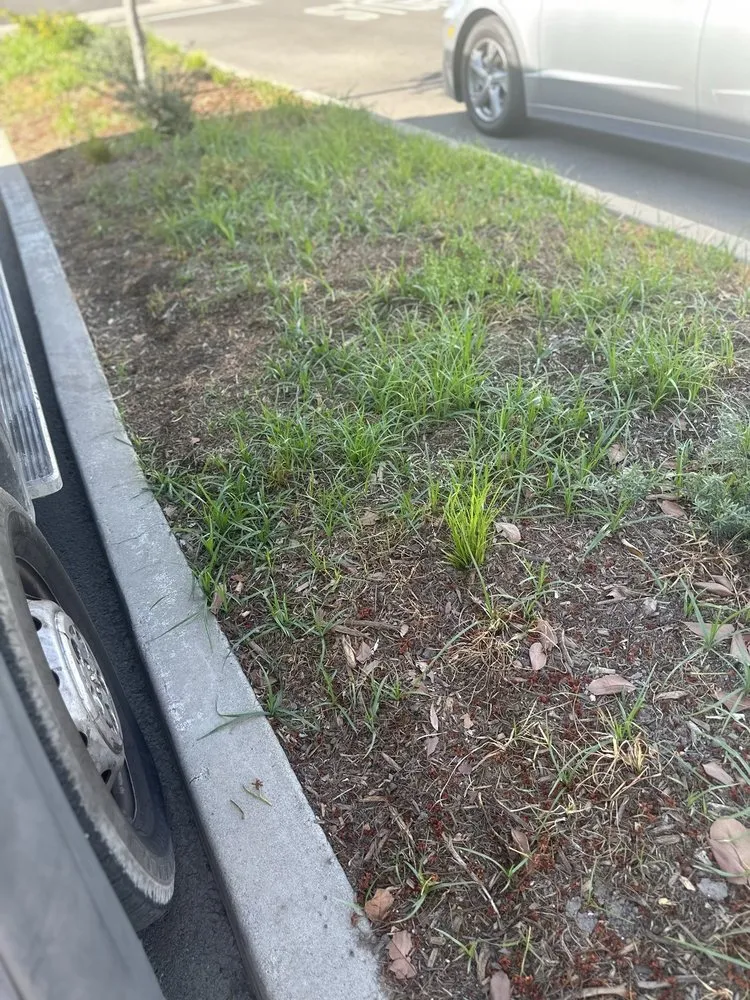 Expert lawn care service for residential properties in Santa Ana, CA by Earthco