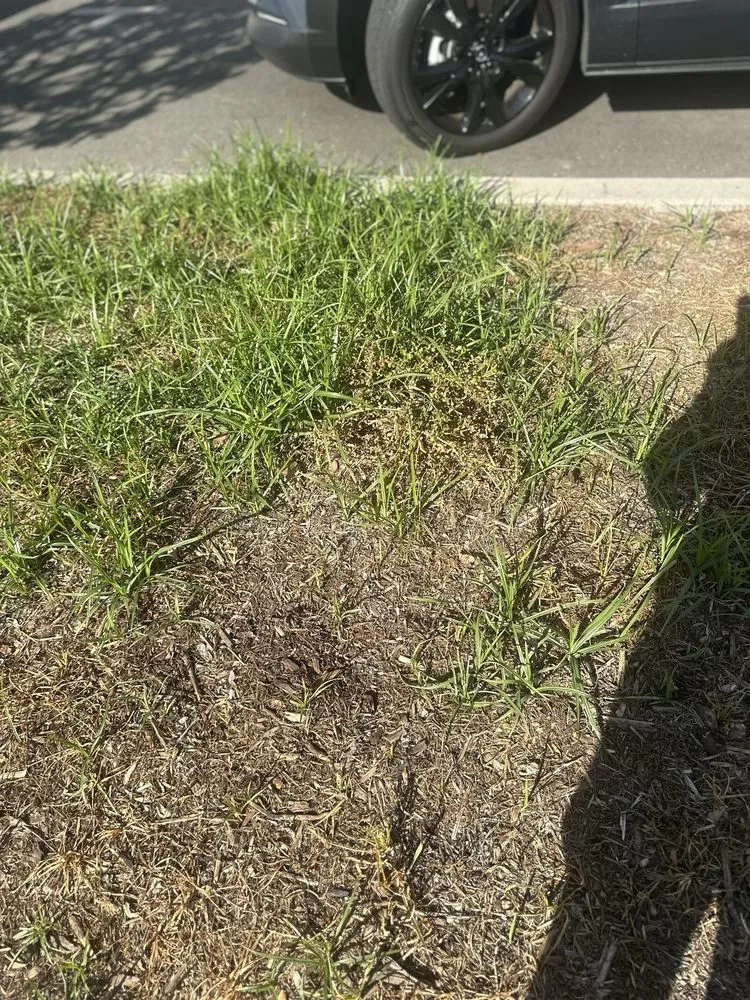 Custom landscape design in Santa Ana, CA by Earthco